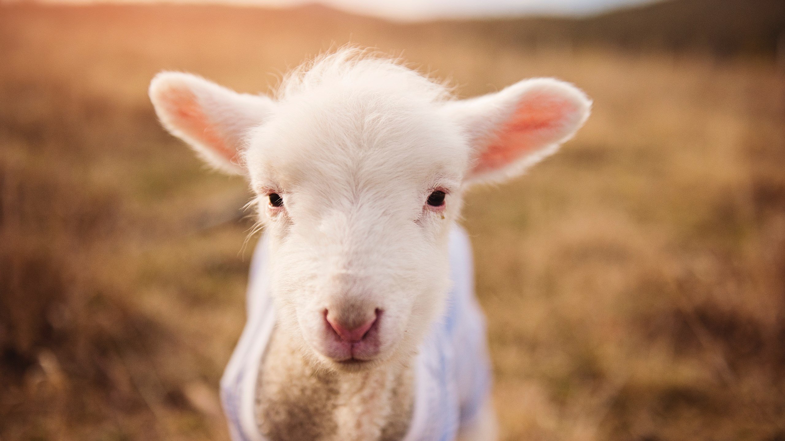 DB电竞平台-斯通斯一锤定音，奥地利力克韩国锁定胜局